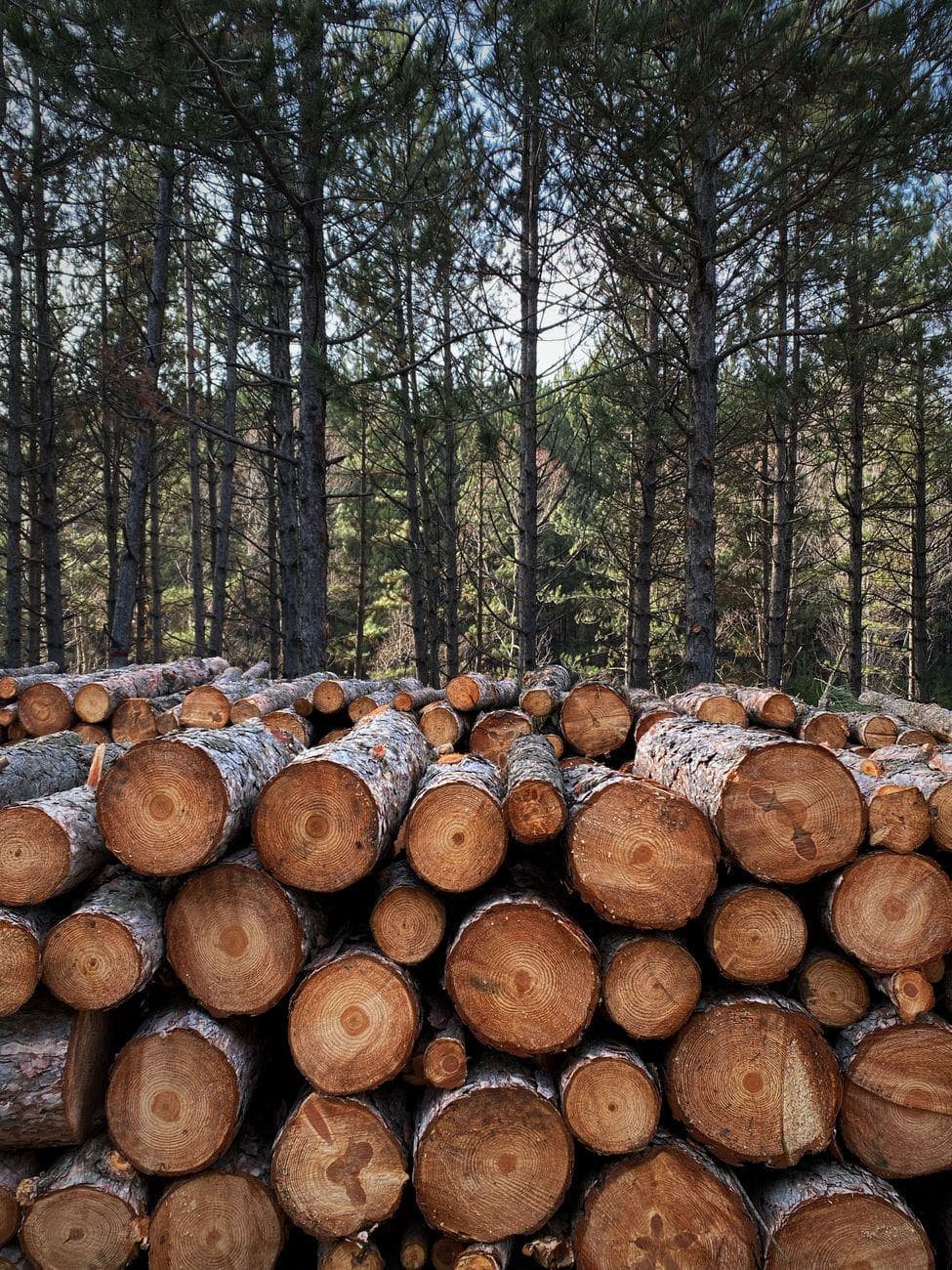 Timber & Rubber